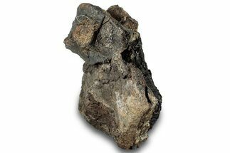 Bargain, Fossil Dinosaur Vertebra - Montana #316931
