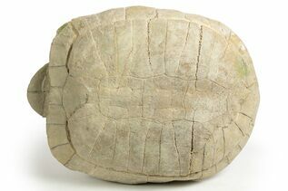 Reptile & Amphibian Fossils For Sale