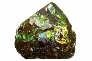 Iridescent Ammolite (Fossil Ammonite Shell) - Greens & Blues #316773