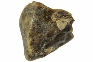 Fossil Iguanodon Shed Tooth - England #316982