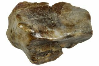 Fossil Iguanodon Tooth - England #316983