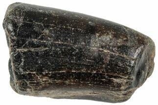 Rare, Fossil Theropod (Neovenator) Tooth - England #316988