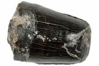 Rare, Cretaceous Crocodile (Goniopholis) Tooth - England #316993