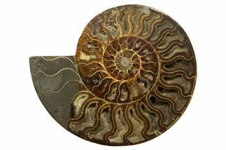 Huge, Sliced Ammonite Fossil (Half) - Crystal Filled #317430