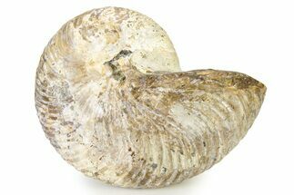 Fossil Nautilus (Cymatoceras) - Madagascar #317887