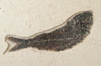 Large Fossil Fish On Large Plate #17240