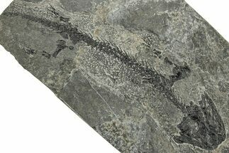 Early Permian Reptiliomorph (Discosauriscus) - Czech Republic #318017