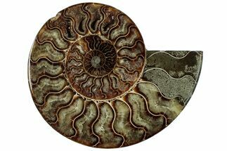 Cut & Polished Ammonite Fossil (Half) - Madagascar #318026