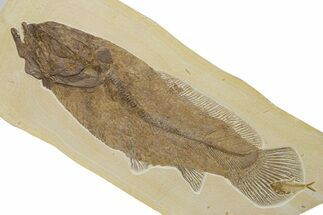 Foot Fossil Bowfin (Amia) From Wyoming - Very Rare Species #314553