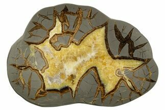 Polished Septarian Slab - Utah #318046