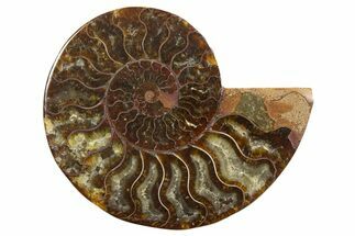 Cut & Polished Ammonite Fossil (Half) - Madagascar #318095