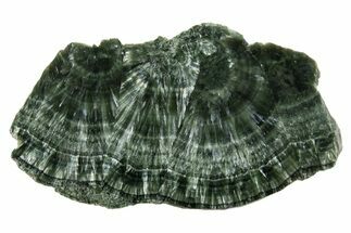 Polished Seraphinite Slab - Korshunovkiy Mine, Siberia #317734