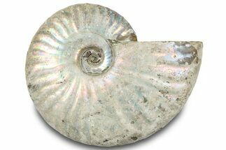 Silver Iridescent Ammonite (Cleoniceras) Fossil - Madagascar #317576