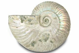Silver Iridescent Ammonite (Cleoniceras) Fossil - Madagascar #317588