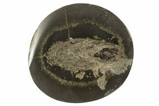 Polished Fish Coprolite (Fossil Poo) Nodule Half - Scotland #315174