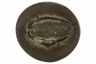 Polished Fish Coprolite (Fossil Poo) Nodule Half - Scotland #315176