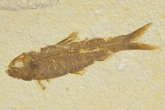 Detailed Fossil Fish (Knightia) - Wyoming #318566
