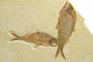 Pair Of Fossil Fish (Knightia) - Wyoming #318572