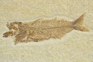 Uncommon Juvenile Fish Fossil (Mioplosus) - Wyoming #318579