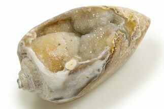 Chalcedony Replaced Gastropod With Sparkly Quartz - India #318686