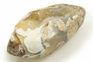 Chalcedony Replaced Gastropod With Sparkly Quartz - India #318701