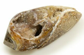 Chalcedony Replaced Gastropod With Sparkly Quartz - India #318714