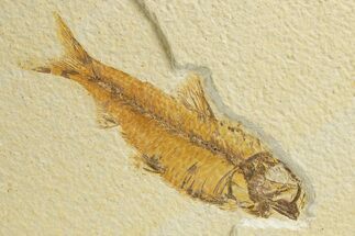 Detailed Fossil Fish (Knightia) - Wyoming #318437