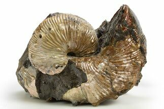 Iridescent Ammonite (Hoploscaphities) Fossil - South Dakota #318823