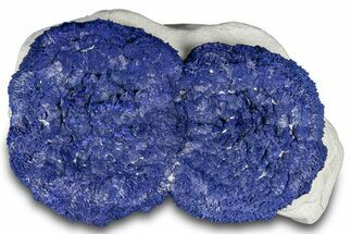 Vibrant Blue Azurite Suns on Siltstone - Australia #318766