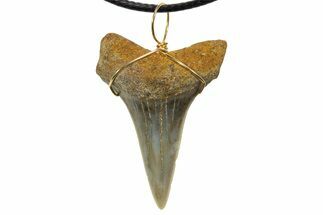 Fossil Mako Shark Tooth Necklace - Bakersfield, California #318849