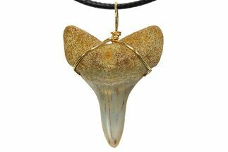 Fossil Mako Shark Tooth Necklace - Bakersfield, California #318857