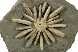 Jurassic Club Urchin (Asterocidaris) - Boulemane, Morocco #318982