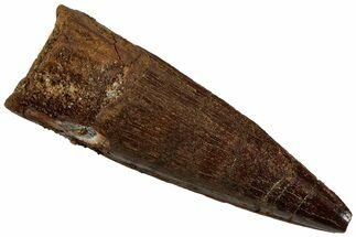 Fossil Spinosaurus Tooth - Real Dinosaur Tooth #319069