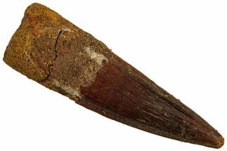 Fossil Spinosaurus Tooth - Real Dinosaur Tooth #319087