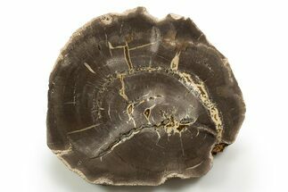Polished Cretaceous Petrified Wood Round - Texas #319277