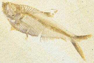 Detailed Fossil Fish (Diplomystus) - Wyoming #318396
