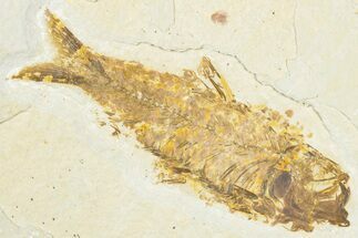 Detailed Fossil Fish (Knightia) - Wyoming #318496