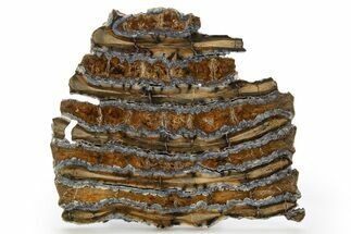 Polished Mammoth Molar Slice - South Carolina #319698