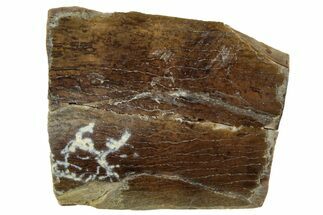 Fossil Dinosaur (Tyrannosaurus rex) Tooth Fragment - Montana #319717