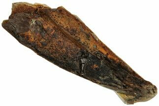 Fossil Dinosaur (Tyrannosaurus rex) Tooth Fragment - Montana #319724