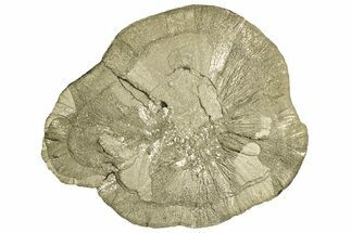 Pyrite Sun - Sparta, Illinois #315878