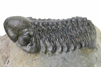 Detailed Reedops Trilobite - Atchana, Morocco #319925