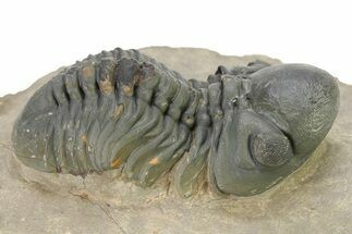 Detailed Reedops Trilobite - Atchana, Morocco #319930
