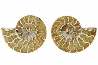 Cut & Polished, Agatized Ammonite Fossil - Madagascar #317694