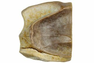 Fossil Dinosaur (Triceratops) Shed Tooth - Montana #319991