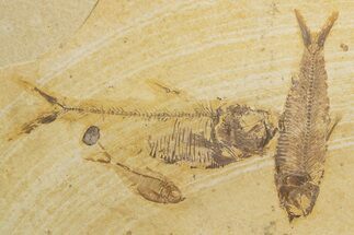 Plate of Three Fossil Fish (Knightia & Diplomystus) - Wyoming #320381