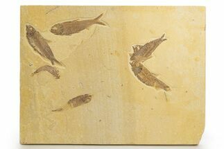 Shale With Six Fossil Fish (Knightia) - Wyoming #320382