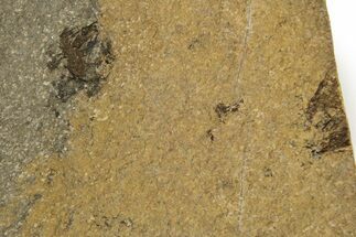 Oligocene Fossil Deep-Sea Hatchetfish (Polyipnus) Plate - Poland #320596