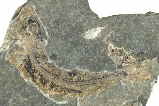 Oligocene Fossil Clupeoid Fish (Beksinskiella) - Poland #320632