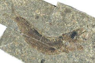 Oligocene Fossil Clupeoid Fish (Beksinskiella) - Poland #320633